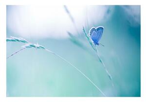 Fototapet Butterfly Iarbă