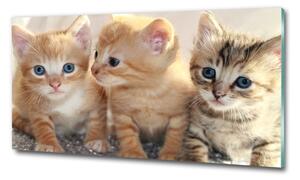 Imagine de sticlă pisici de talie mică