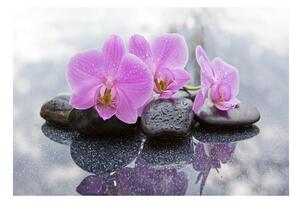 Fototapet Orchid Stones