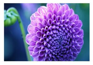 Fototapet Purple Dahlia