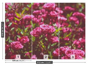 Fototapet Trandafiri roz