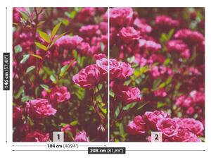 Fototapet Trandafiri roz