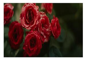 Fototapet Vintage Roses