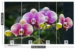 Fototapet Orchid Violet