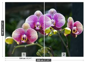 Fototapet Orchid Violet