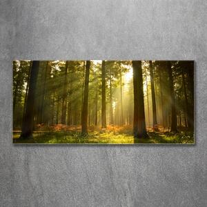 Fotografie imprimată pe sticlă Pădurea în soare
