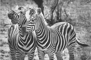 Tablou wild zebras