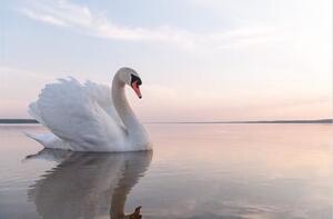 Tablou swan on blue lake