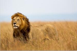 Tablou mighty lion