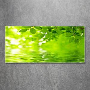 Tablou din Sticlă Frunze verzi