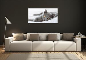 Fotografie imprimată pe sticlă pisică gri