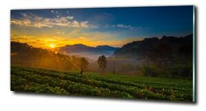 Imagine de sticlă plantație de ceai