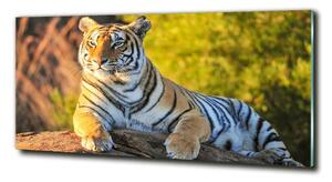 Tablou pe pe sticlă Portret de un tigru