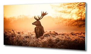 Fotografie imprimată pe sticlă Sunrise Deer