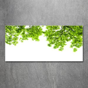 Tablou Printat Pe Sticlă frunze de stejar