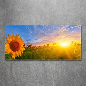 Imagine de sticlă câmp de floarea-soarelui