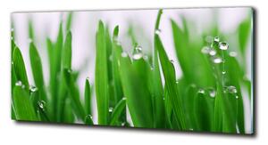 Fotografie imprimată pe sticlă lame de iarbă