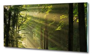 Tablou din Sticlă Pădurea în soare