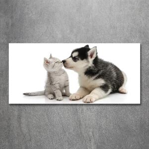 Fotografie imprimată pe sticlă Câine și pisică