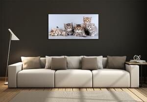 Fotografie imprimată pe sticlă cinci pisici