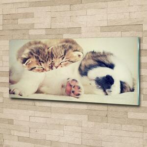 Fotografie imprimată pe sticlă Două pisici și un câine
