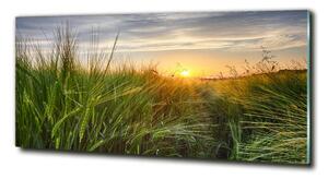 Imagine de sticlă Câmp de grâu