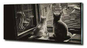 Fotografie imprimată pe sticlă Pisici de la fereastra