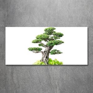 Tablou din Sticlă copac bonsai