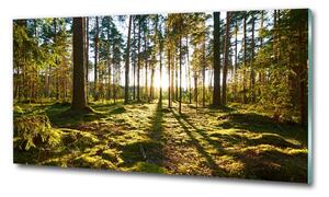 Imagine de sticlă o pădure de pini