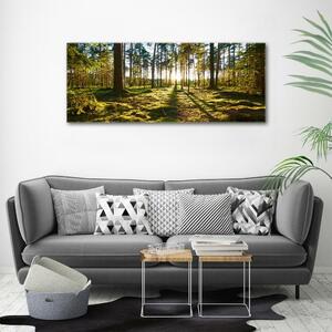 Imagine de sticlă o pădure de pini