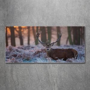 Tablou Printat Pe Sticlă Sunrise Deer