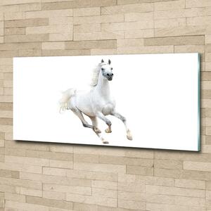 Fotografie imprimată pe sticlă cal arab de culoare albă