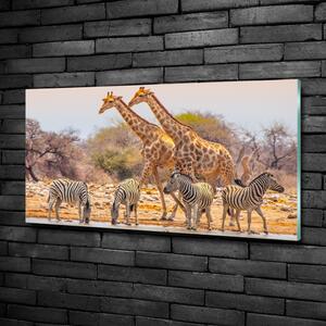 Tablou Printat Pe Sticlă Girafe și zebre