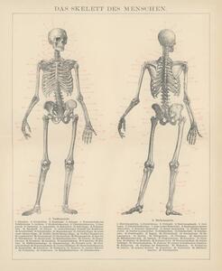 Ilustrație Old engraved illustration of human skeletons, mikroman6