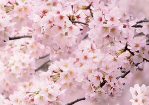 Foto tapet Sakura 180 x 127 cm, 1 parte