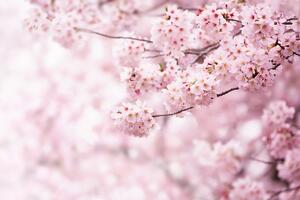 Wallpaper foto XXL Sakura 360 x 254 cm , 4 părți
