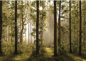 XXL Tapet foto pădure 360 x 254 cm, 4 părți