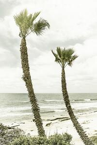 Fotografie de artă La Jolla palm trees | Vintage, Melanie Viola, (26.7 x 40 cm)