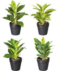 Mix plante verzi artificiale în ghiveci H 20 cm diferite culori