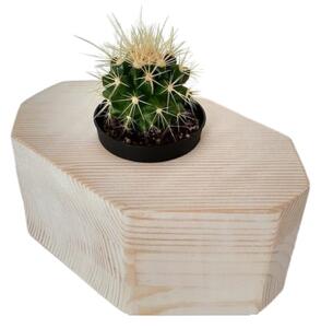Set decoratiune cactus mini 5 buc, lemn, 4 x 8 x 12