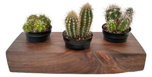 Decoratiune cactus mini 3, lemn, 4 x 8 x 28
