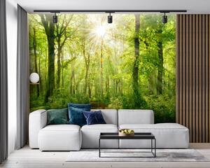 Tapet Cărare în pădurea însorită, Fototapet Natură, u22252 : Uwalls.ro
