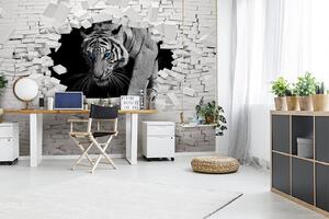 Fototapet Tigru care vine printr-o gaură în perete, Fototapet designer, Fototapet populare, u53013 - Tapeko.ro