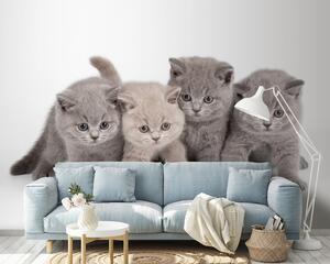 Fototapet Grup de pisoi în picioare împreună, Fototapet animale, Fototapet populare, u55076 - Tapeko.ro