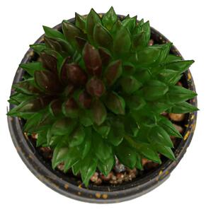 Vas Rotund Cu Planta Suculenta, Verde, Plastic, 9Cm - Verde, Plastic, 9cm
