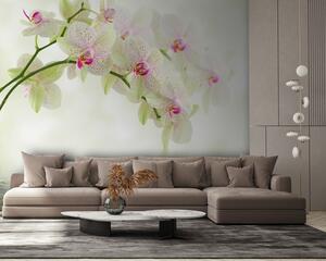 Tapet Floare, plantă și apă, Fototapet Flori, u56335 : Uwalls.ro