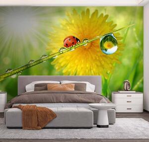 Fototapet Ladybug pe un fir de iarbă cu picături de apă, Fototapet designer, Fototapet populare, u56633 - Tapeko.ro