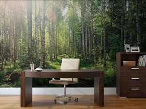 Fototapet Poteca printr-o pădure de copaci, Fototapet pădure, Fototapet populare, u74235 - Tapeko.ro