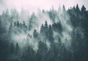 Fototapet - Pădure de Brazi în Ceața