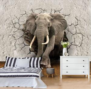Fototapet Un elefant care trece printr-un zid, Fototapet animale, Fototapet populare, u77854 - Tapeko.ro